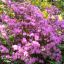 Jardin / Garden