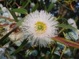 Fleurs