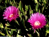 Fleurs