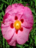 Fleurs