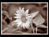 Fleurs