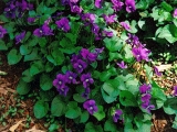 Fleurs