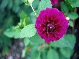 Fleurs