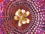 Fleurs