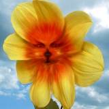 Fleurs