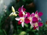 Fleurs