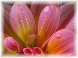 Fleurs