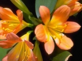 Fleurs