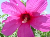 Fleurs