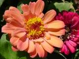 Fleurs