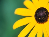 Fleurs