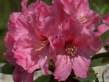 Fleurs