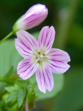 Fleurs