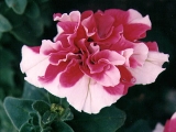 Fleurs