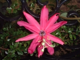 Fleurs