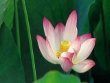 Fleurs de Lotus