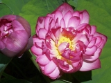 Fleurs de Lotus