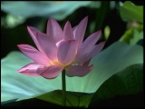 Fleurs de Lotus