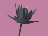 Fleurs de Lotus