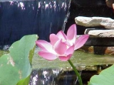 Fleurs de Lotus