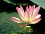 Fleurs de Lotus