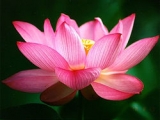 Fleurs de Lotus