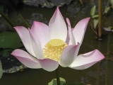 Fleurs de Lotus