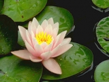Fleurs de Lotus