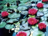 Fleurs de Lotus