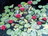 Fleurs de Lotus