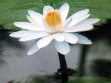 Fleurs de Lotus