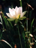 Fleurs de Lotus
