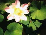 Fleurs de Lotus
