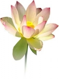 Fleurs de Lotus
