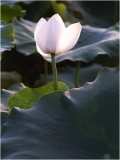 Fleurs de Lotus