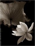 Fleurs de Lotus
