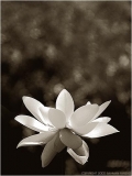Fleurs de Lotus