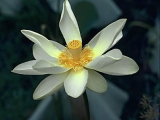 Fleurs de Lotus