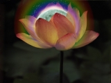 Fleurs de Lotus
