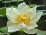 Fleurs de Lotus