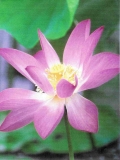 Fleurs de Lotus