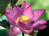 Fleurs de Lotus