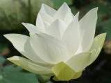 Fleurs de Lotus