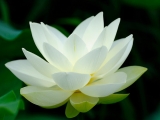 Fleurs de Lotus