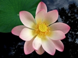 Fleurs de Lotus