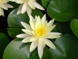 Fleurs de Lotus