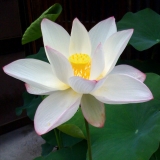 Fleurs de Lotus