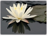 Fleurs de Lotus