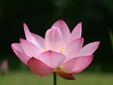 Fleurs de Lotus
