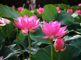 Fleurs de Lotus